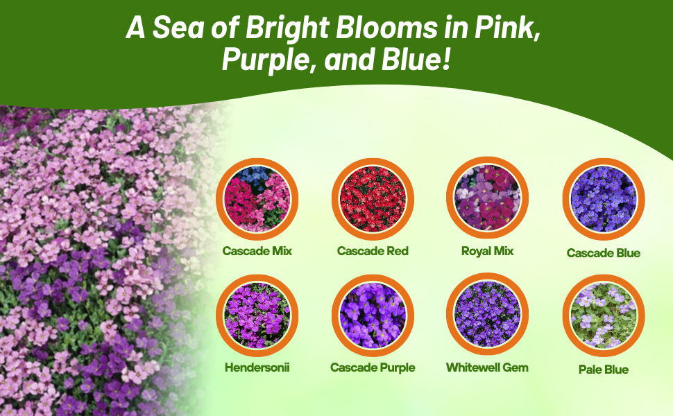 Flower Seed Varieties of Aubrieta Rock Cress Ground Cover