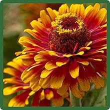 Zinnia Zowie Yellow Flame Cut Flowers
