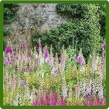 Self-seeding Foxglove Flowers