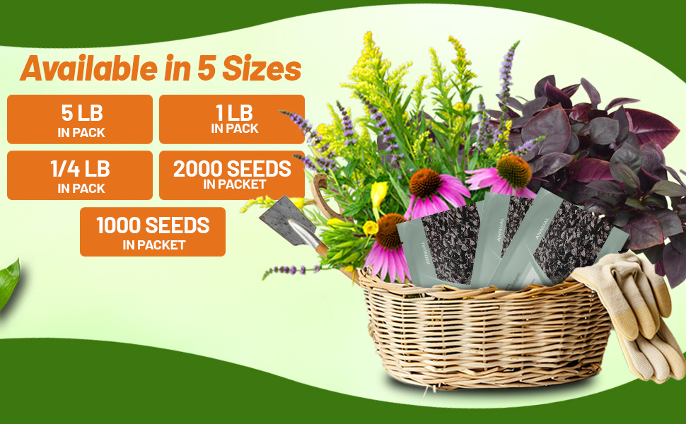 Alternanthera Purple Knight Seed Packets For Planting