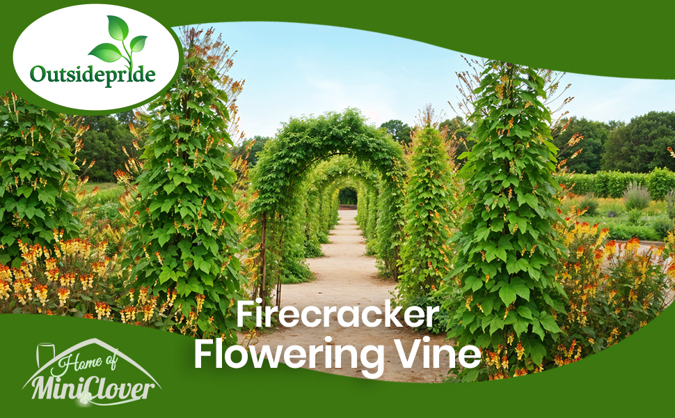 Mina Lobata Firecracker Vine Growing on Trellises