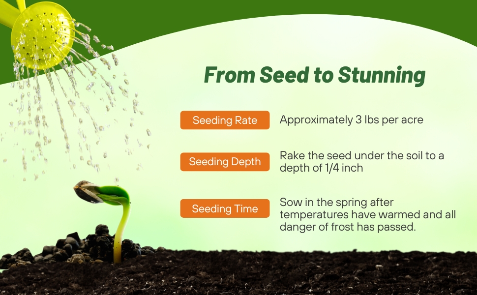 Planting Directions For Queen Anne's Lace Bishop's Flower