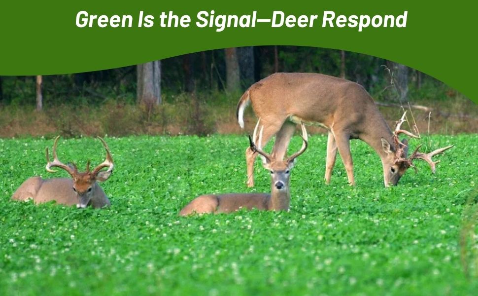 Bucks in Field of Deer Greens Foraging