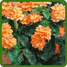 Vibrant Orange Flowers of Crossandra Tropic Flame