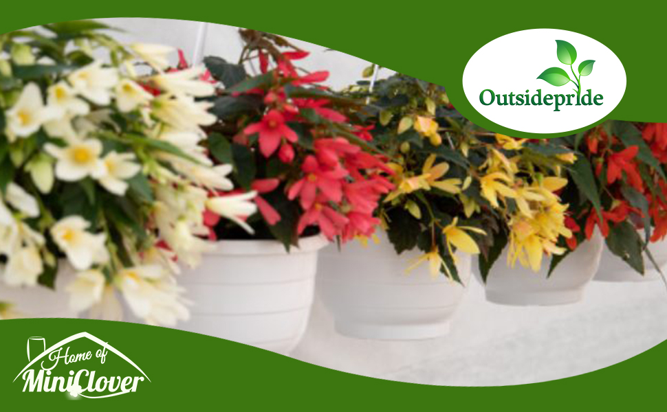Groovy Begonia Plants in Containers