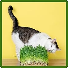 Cat Eating Hordium Variegated Cat Grass Plant