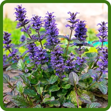 Vibrant Blue Blooms of Ajuga Ground Cover