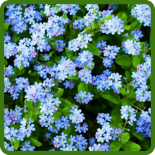Upright Growth Habit of Chinese Forget Me Not