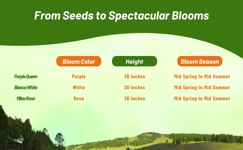 Bloom Season, Color, & Height Chart For Agrostemma Flowers