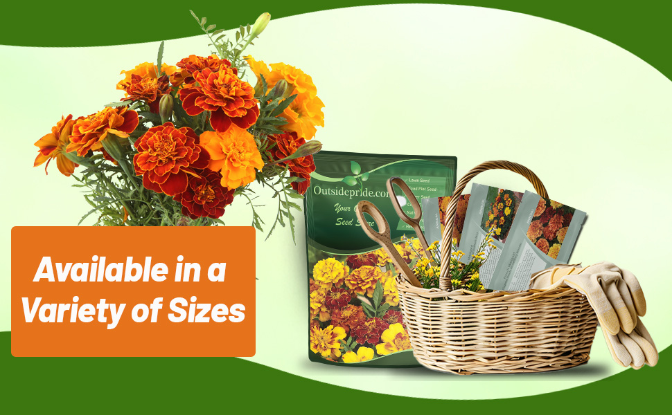Tagetes Patula French Marigold Seed Bag & Packets
