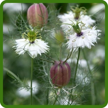 Ornamental Seed Pods of Nigella Flowers