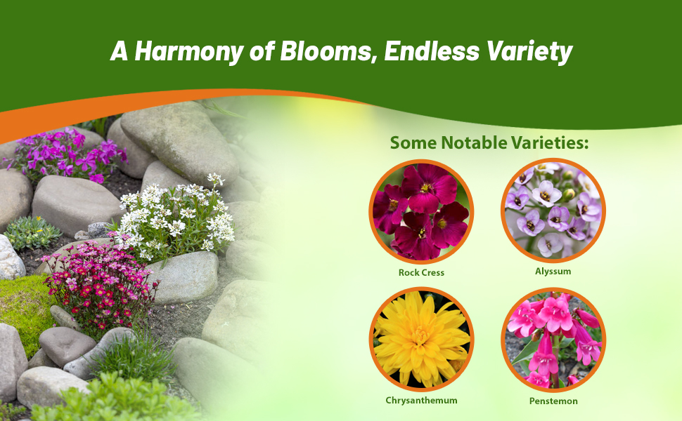 Flower Varieties in Rock Garden Perennial Wildflowers
