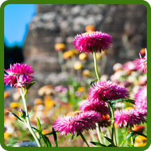 Easy To Grow Wildflowers