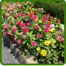 Full Sun, Heat & Drought Tolerant Zinnia Elegans Double Ball Flowers