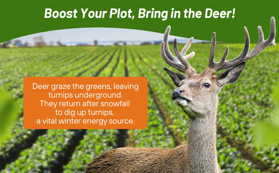 Purpletop Turnip Deer Greens Forage