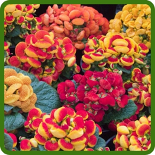Fashion Mix Slipper Flower Extended Bloom Time