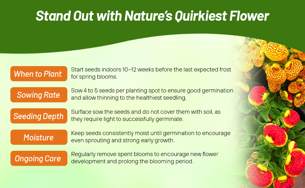 Planting Directions & Care For Slipper Flower Seeds
