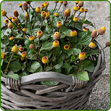 Toothache Plant Medicinal Herb Container Plant