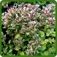 Sweet Majoram Compact, Bushy Growth Habit