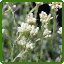 White Perennial Pussytoes Ground Cover Plant