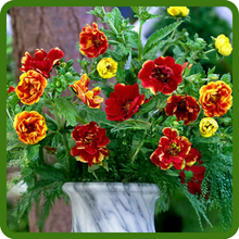 Cut Flower Appeal of Cinquefoil in Vase