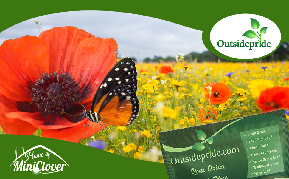 Birds & Butterfly Wildflower Seed Mixture