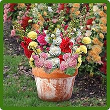 Alcea Rosea Hollyhock Container Plants