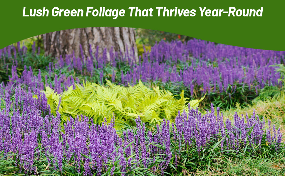 Lush Green Foliage of Liriope Monkey Grass Thrives Year Round