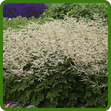 Seasonal Foliage Interest of Aruncus Goat's Beard