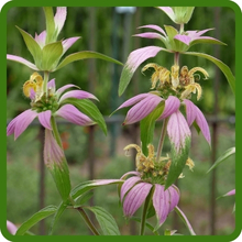 Monarda Punctata Spotted Beebalm Blooms