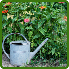 Water Can in Zinnia Dahlia Flower Garden