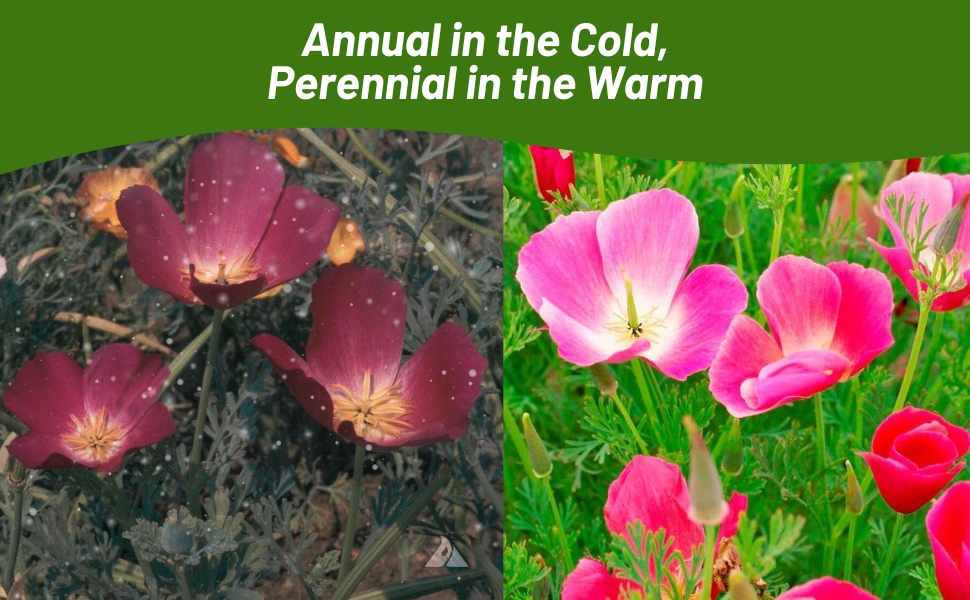 Carmine King California Poppy Can Be Annual or Perennial