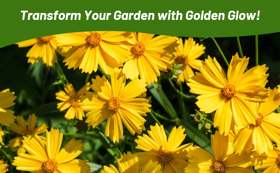 Dense Flowers of Lance Leaved Coreopsis