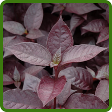 Rich Purple Foliage of Alternanthera Purple Knight