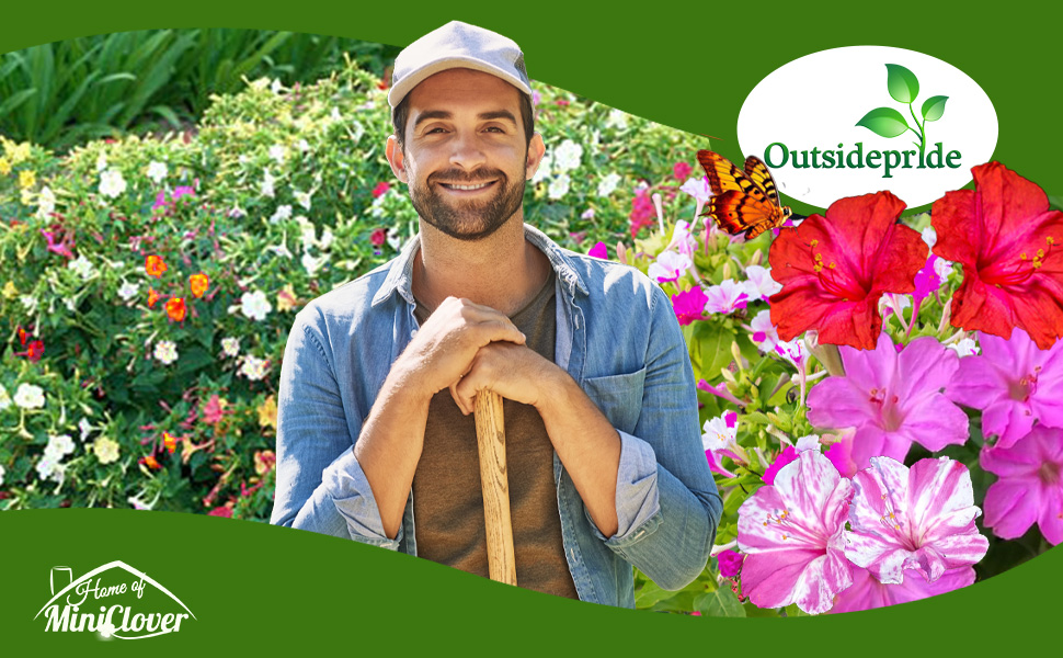 Mirabalis Jalapa Four O' Clock Container Garden