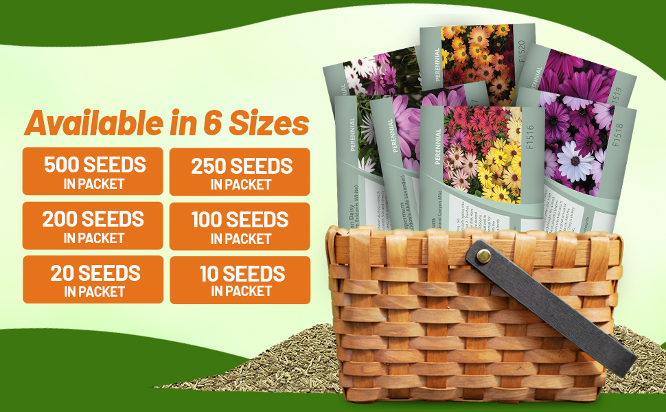 Perennial Osteospermum African Daisy Seed Packets For Planting