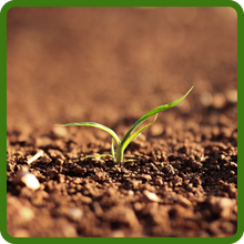 Nitrogen Fixing Sainfoin Legume