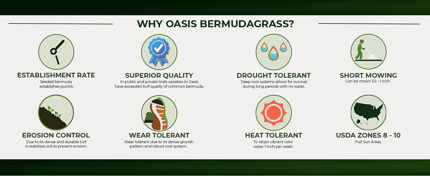 Oasis Bermuda Lawn Seed