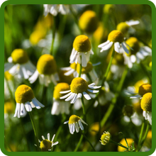 Compact Growth of Chamomile Flowers