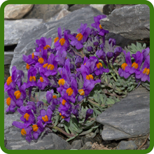Self-Seeding Perennial Alpine Toadflax