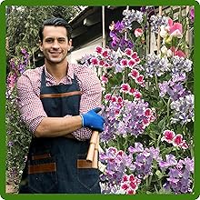 Hanging Baskets of Bicolor Lathyrus Sweet Peas