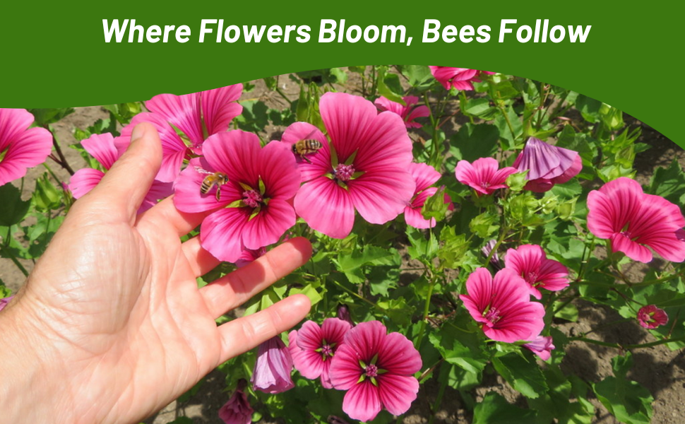 Pollinating Bees on Malope Flowers