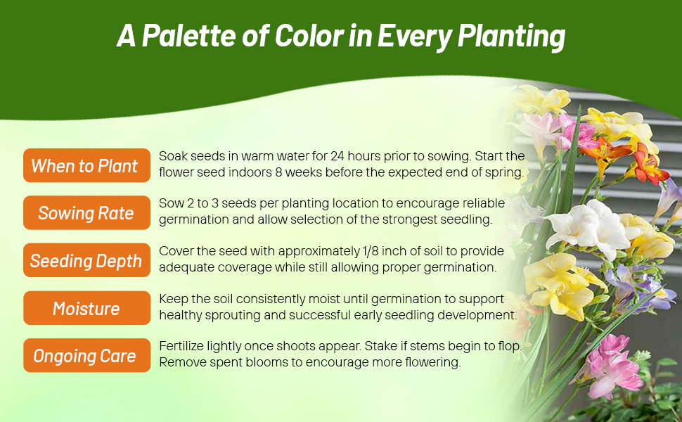 Freesia Seed Planting Directions