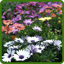 Vibrant Blooms of Perennial Osteospermum African Daisy