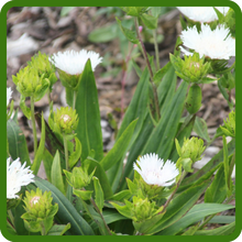 White Stokesia Narrow, Lance-shaped Leaves