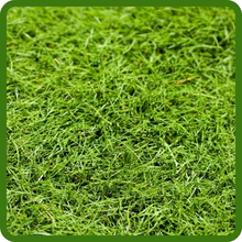 Creeping Bent Grass Putting Green Seed