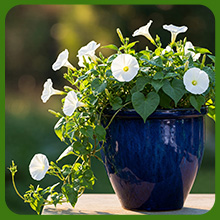 Fast-Growing Climber Ipomoea Alba Moonflower