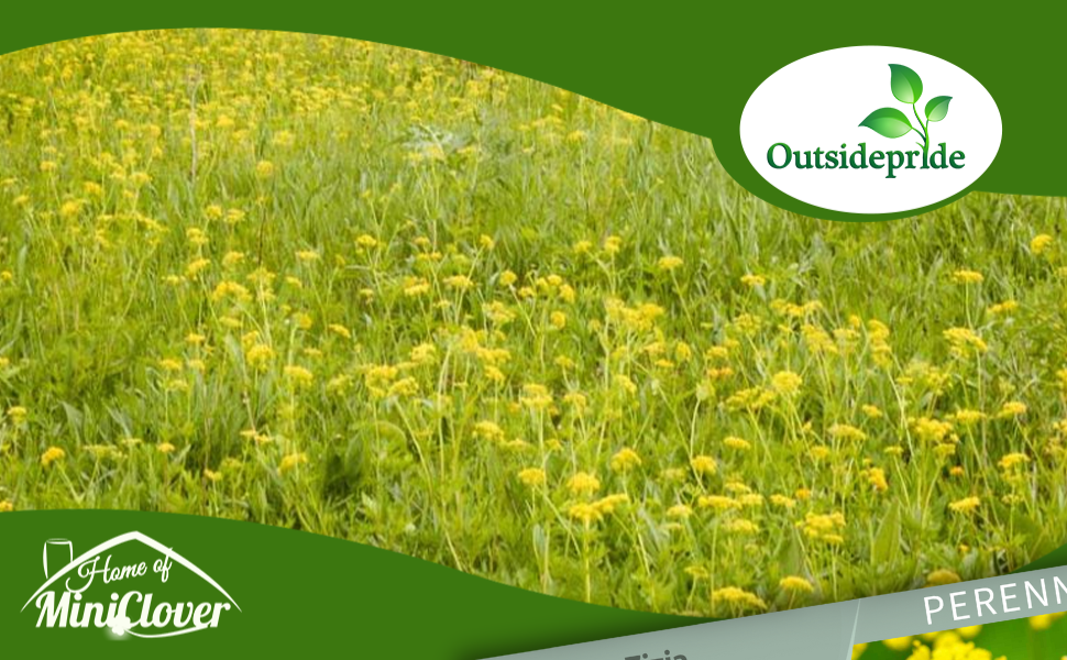 Field of Golden Alexander Flowers