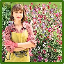Climbing Royal Sweet Peas