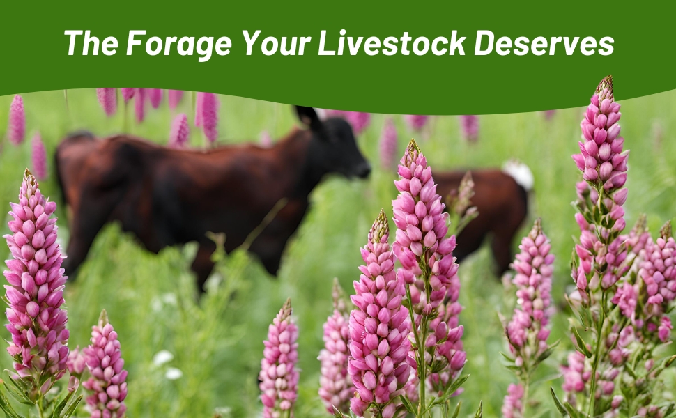 Sainfoin For Cattle & Other LIvestock